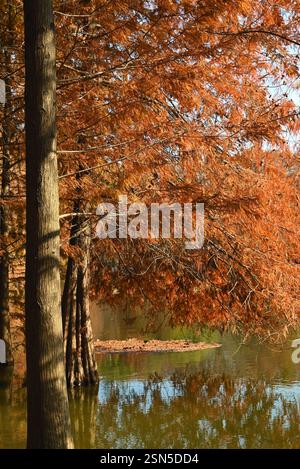 brown Metasequoia leaves in the forest in sunny autumn day Stock Photo