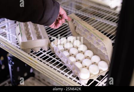 Person is reaching for a carton of eggs on a shelf. The carton contains 12 eggs Stock Photo