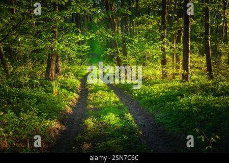 Dirt road in a dense green forest illuminated by the spring sun, eastern Poland Stock Photo