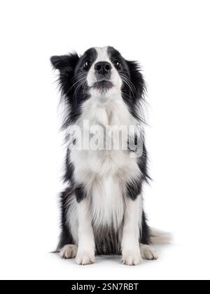 Charismatic typical black and white young adult Border Collie dog, sitting up facing front. Looking up over camera with mouth closed. Isolated on a wh Stock Photo