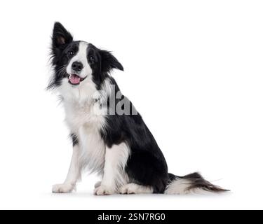 Charismatic typical black and white young adult Border Collie dog, sitting up side ways. Looking happy straight to camera with mouth open panting. Iso Stock Photo
