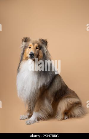 A long-haired Collie dog sits gracefully against a beige background, showcasing its elegant coat and calm demeanor. Stock Photo