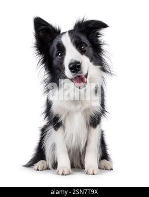Charismatic typical black and white young adult Border Collie dog, sitting up facing front. Looking straight to camera with mouth open panting. Isolat Stock Photo