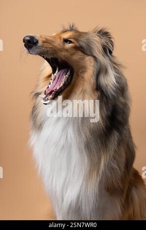 A quirky portrait of a long-haired Collie with its mouth wide open, captured in a studio against a beige background, showcasing playful personality. Stock Photo
