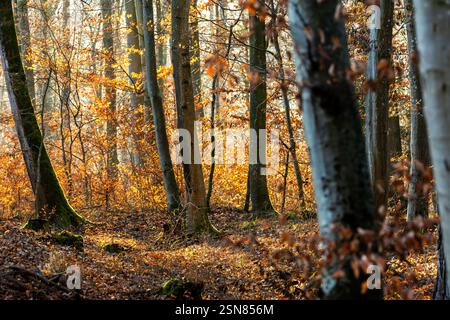 Beautiful view of orange leaves and tree trunks in the forest at sunset Stock Photo