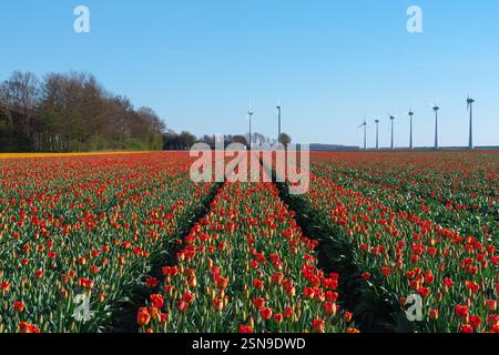 Tulip field with rows of red and yellow flowers, stretching toward the horizon, wind turbines in the background under clear blue sky Stock Photo