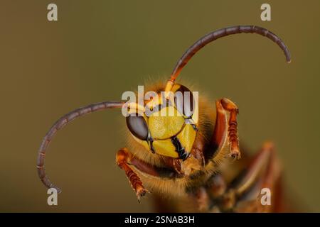 Portrait of a hornet male, Portrait of a European hornet (Vespa crabro) drone Stock Photo