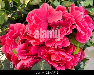 Close up of beautiful red lotus peony flowers. Floral pink red peony flower in full bloom decoration seamless background texture. Stock Photo