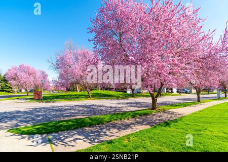 Flowering pink cherry blossom trees on a serene street in a suburban neighborhood at Spring time. Stock Photo