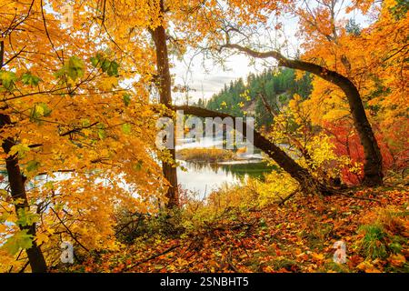 Serene landscape at autumn with fall colors on the leaves. at Plantes park along the river in Spokane, Washington. Stock Photo