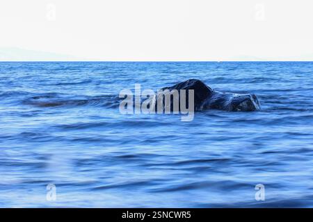 dark, textured rock emerges from the smooth, flowing motion of the deep blue ocean Stock Photo
