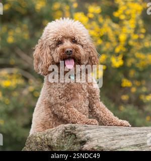 cockapoo dog with paws up on a log Stock Photo