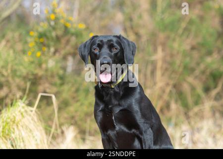 black Labrador retriever dog close up Stock Photo