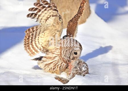 Barred owl with its prey in the snow, Quebec, Canada Stock Photo