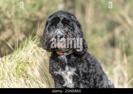 black cockapoo dog sitting down Stock Photo