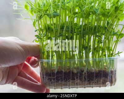 Hand holding a transparent plastic container with pea microgreens growing on a substrate, showcasing the roots and beans, promoting healthy diet and Stock Photo