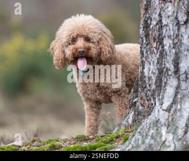 cute cockapoo dog standing by a tree Stock Photo