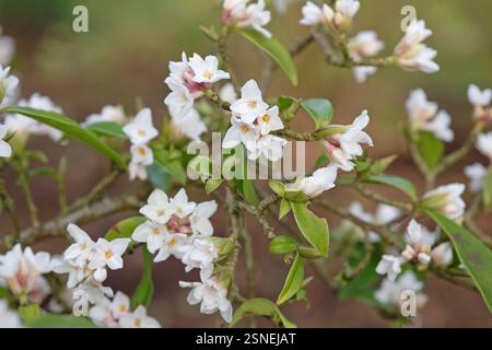 White Daphne bholua, or Nepalese Paper Plant in flower. Stock Photo