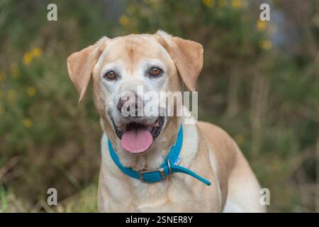 yellow Labrador Retriever dog close up Stock Photo