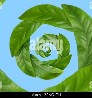 Green leaves swirling in air on blue background Stock Photo