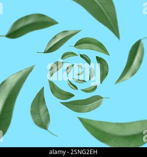 Green leaves swirling in air on light blue background Stock Photo