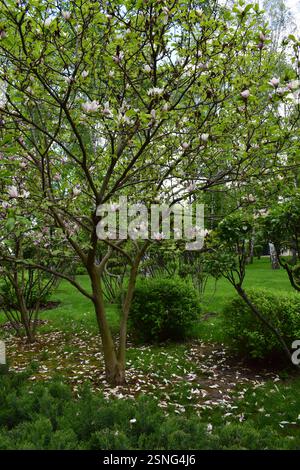 A tree in bloom with bright green leaves and white flowers with pinkish hues. The flowers are scattered on the branches, standing out against the back Stock Photo