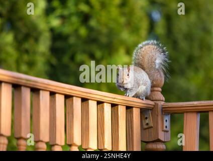 An Eastern Gray Squirrel (Sciurus carolinensis) sitting on a wooden deck in a backyard Stock Photo