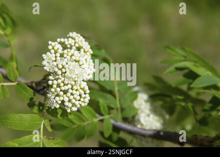 Flowers of the mountain ash (Sorbus aucuparia) Stock Photo