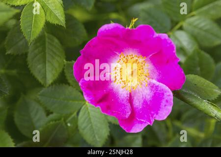 Dog rose (Rosa canina) in bloom Stock Photo