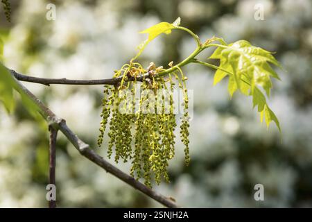 Blossom and fresh leaves of the oak (quercus) in spring Stock Photo