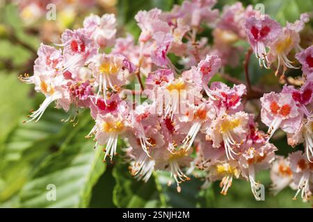 Aesculus pavia (Aesculus pavia) in bloom Stock Photo