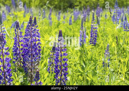 Narrow-leaved lupin (Lupinus polyphyllus) blooms blue on Halde I on the Heller, Dresden, Saxony, Germany, Europe Stock Photo