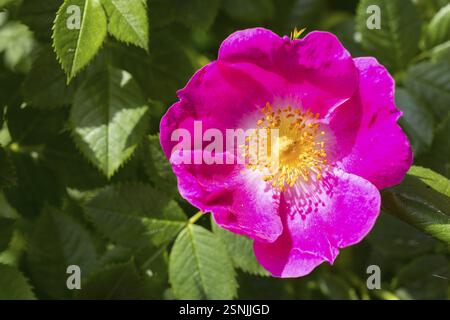 Dog rose (Rosa canina) in bloom Stock Photo