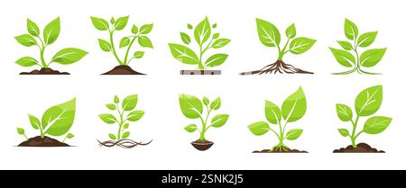 Fresh green seedlings illustrating the stages of growth and renewal in nature, symbolizing potential and sustainability Stock Vector