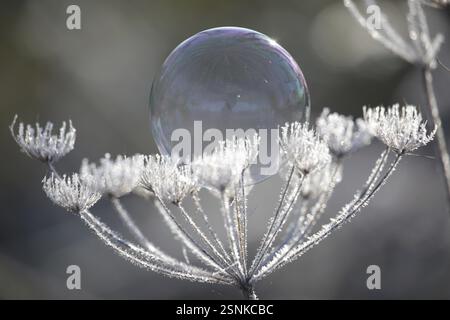 Soap bubble on Wild carrot, frozen plant, ice cream Stock Photo
