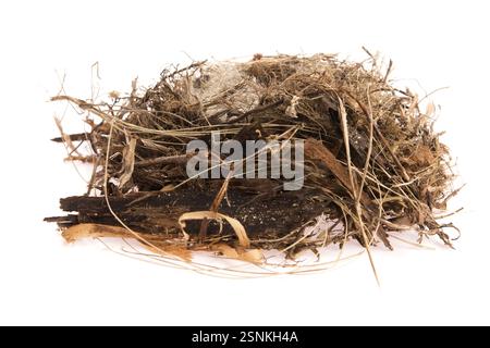 Detail of bird eggs in nest, lodz, poland Stock Photo