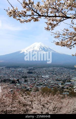 Majestic Mount Fuji framed by cherry blossoms in full bloom Stock Photo