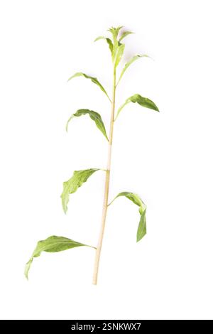 Goji leaf isolated on white background Stock Photo