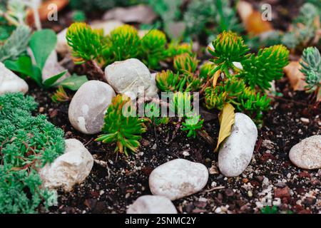 Green fresh succulent plants grow from a soil in a park, garden, greenhouse, hothouse. Small brightly colored foliage in a background of nature. Tiny Stock Photo