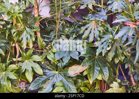 Lush and Green Tropical Plants Thriving in a Vibrant and Inviting ...