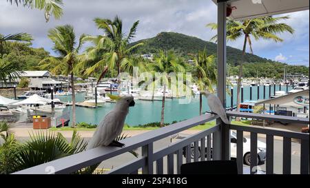 Hamilton Island: Two white cockatoos perched on a balcony railing, overlooking a marina filled with boats and palm trees. The cloudy sky adds a touch Stock Photo