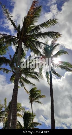 Tall palm trees sway in a gentle breeze beneath a bright blue sky with scattered clouds. Tropical paradise beckons with a perfect day at the beach, al Stock Photo
