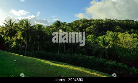 Lush green forest with tall palm trees. The sunlight filters through the leaves, casting shadows on the forest floor. Tropical paradise. This photo co Stock Photo