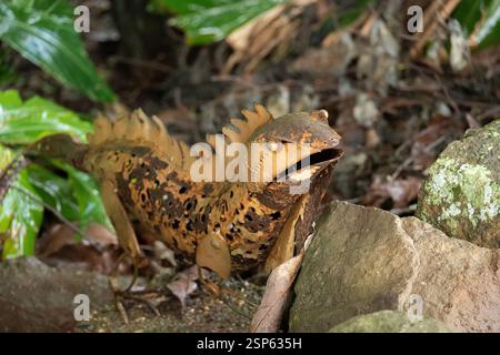 Australian garden ornament - brown rusty metal lizard sitting on rock at edge of rainforest. Looks angry. Perforated metal folk art. Stock Photo