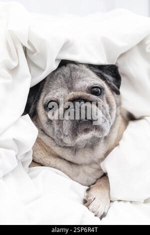 A sleepy pug comfortably lying under a warm white duvet, tucked in and enjoying a peaceful and cozy moment in bed Stock Photo