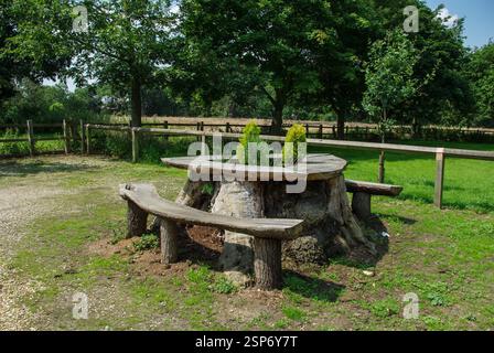 The wide girth of a tree stump reused as a picnic table with two rustic benches, Old Warden, Bedfordshire, UK Stock Photo