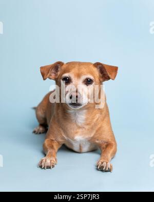 Cheweenie dog lying down in a studio against a light blue backgr Stock Photo