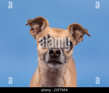 Cheweenie dog head in a studio against a blue background looking Stock Photo