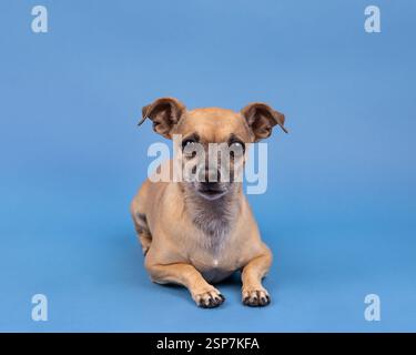 Cheweenie dog lying down in a studio against a blue background Stock Photo