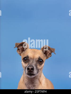 Cheweenie dog head in a studio against a blue background looking Stock Photo